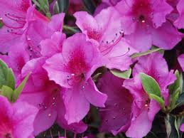 Azalea Rhododendron Formosa Qty 40 Live Flowering Evergreen Plants By Jjgardenboutique On Etsy Plants Early Spring Flowers Flower Farmer