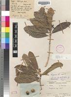 Image result for Hugonia orientalis