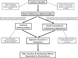 Figure 1 From Phytomedicine 101 Plant Taxonomy For