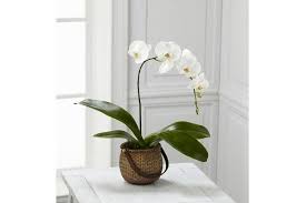 Il mio amico marino mariani, uno dei primi in italia a scrivere sulle orchidee epifite (nel 1970 su acquari & natura), ha verificato che per bagnare le orchidee è. Orchidea Phalaenopsis Coltivazione E Cura