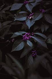 Eddie howell is on facebook. Download This Photo By Edward Howell On Unsplash Leaves Wallpaper Iphone Flower Phone Wallpaper Iphone Wallpaper Lights