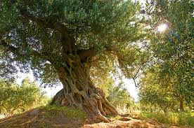 Old Olive Tree By Manolis Tsantakis Olive Tree Tree Photo Tree