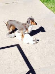 We did not find results for: Colorado Dachshund Rescue Home Facebook
