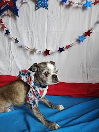 Pawsitive Paws Academy