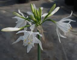 Image result for Pancratium tenuifolium