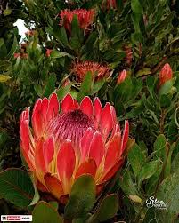 Image result for Protea madiensis