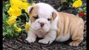 Find gifs with the latest and newest hashtags! Cute Fat Puppies Youtube