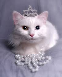 572 Queen Kitty Stock Photos