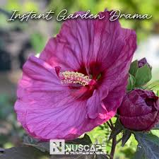 Image result for Hibiscus mechowii