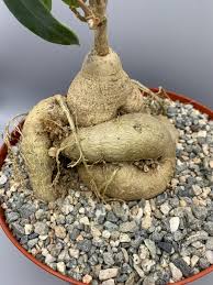 Image result for Raphionacme