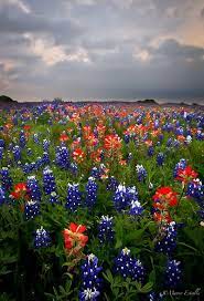Castilleja, a genus of annual and perennial herbaceous plants native to the west of the americas. Cloudy Morning Beautiful Flowers Wild Flowers Indian Paintbrush