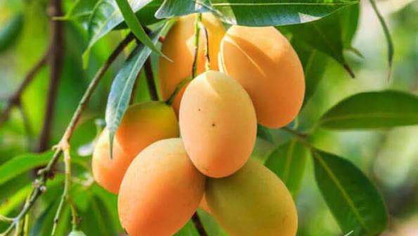 আম