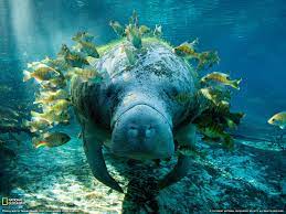 Manatee Google Images Animals Beautiful Manatee Sea Cow