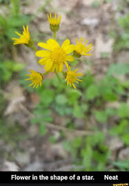 Flower In The Shape Of A Star Neat Ifunny Ifunny Memes Best Memes