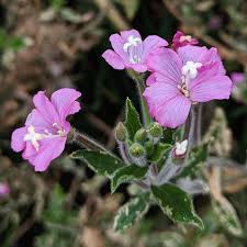 Image result for Epilobium hirsutum