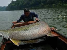 We did not find results for: Pakar Ipb Ikan Arapaima Sekali Bertelur Bisa Capai 20 Ribu Butir News Liputan6 Com