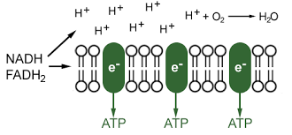 Respiration Glycolysis Krebs Cycle And Electron Transfer