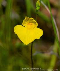 Kuvahaun tulos haulle bladderwort plant