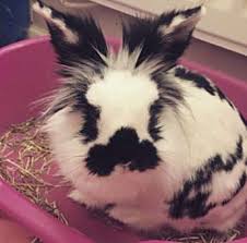 Check spelling or type a new query. Rabbit Care What You Need To Know