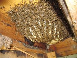 The first step is to work out what kind of bees you however, the most common type of bee found in houses is the introduced european commercial. What Attracts Bees To My House In Alamo Ga Honey Bee Removal Georgia