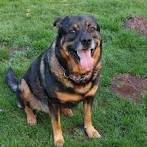 German Shepherd Rottweiler Mix – breed info ...