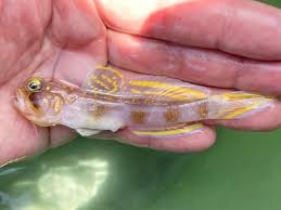 Image result for Hypselodelphys scandens