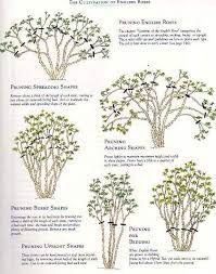 Pin By Alice Reno On Garden Gardening Pruning Roses English Roses Growing Roses