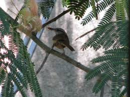 A small side entrance protects the nest. Carolina Wren S Nest Hubpages