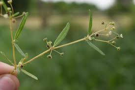 Image result for Gisekiaceae