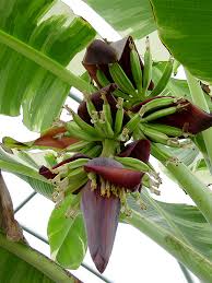 Check spelling or type a new query. Xl Ae Ae Royal Hawaiian Variegated Banana Tree Musa Pisang Urban Tropicals