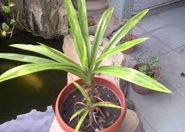 Sansevieria memiliki daun yang keras, sukulen, tegak, dengan ujung meruncing. Cara Sukses Menanam Pandan Dalam Pot Dengan Mudah Faunadanflora Com