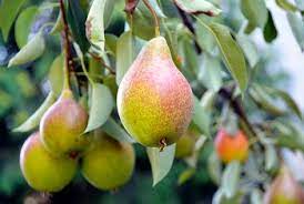 How should you go about pruning the pear tree so as not to cause permanent damage? Pear Trees That Do Not Need Cross Pollinators