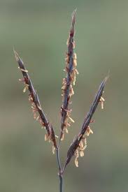 Image result for Andropogon lima