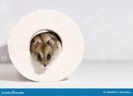 Safe & Unsafe Hamster Bedding - Hamsterwelfare.Com | Welfare Advice –  Evidence – Care Information