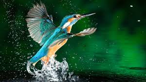 We have an extensive collection of amazing background images carefully chosen by our community. 13 Beautiful Hd And 4k Wallpapers Of Exotic Birds That You Should Download