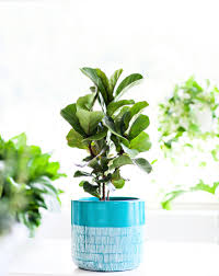 Fiddle leaf fig propagation is so easy, and almost fail proof! Fiddle Leaf Fig Toxic To Cats V1 Lenze Com Tr