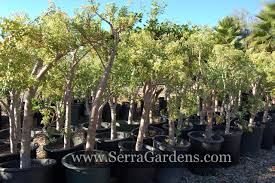 Crassula sarcocaulis or bonsai crassula is a small succulent shrub native to south africa. Crassula Sarcocaulis Cacti Com