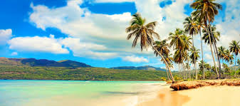 Check spelling or type a new query. Paradise Beach With Palm Trees Free Photos