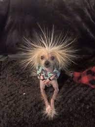 Pin On Funny And Cute Dogs