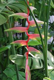 Heliconia Bird Of Paradise Plant Varieties Pin On Conservatory Must Haves