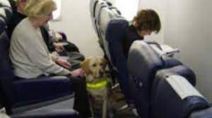 Traveling With A Service Dog A Complete Step By Step Guide Anything Pawsable