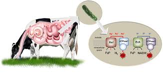 We did not find results for: New Metabolic Pathway Discovered In Rumen Microbiome Aktuelles Aus Der Goethe Universitat Frankfurt