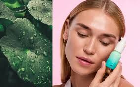 Image result for Centella asiatica