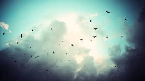 Haynes Archibald High Resolution Wallpapers Bird Backround 2560x1440 Px Birds Flying Bird Photography Birds In Flight