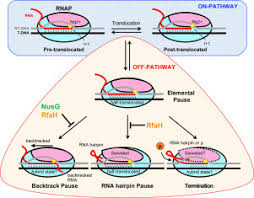 Mechanisms Of Transcriptional Pausing In Bacteria Sciencedirect Close steam with the x. transcriptional pausing in bacteria