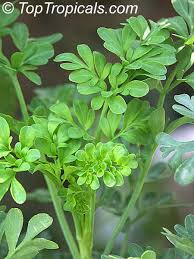 Image result for Ruta graveolens