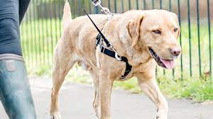 Labrador dogs are very loving, caring, and affectionate. Best Harnesses For Labs Top 5 Picks For Labrador Retriever Harnesses