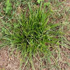 Image result for Kyllinga erecta