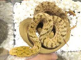 Baby King Rat Snake Qveenparĸ Rat Snake Decorative Wicker Basket Snake