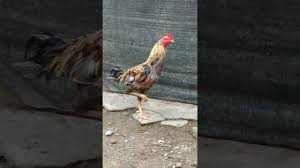 Saya juga merupakan penggemar ayam sabung batang kaki.tapi saya percaya kengkawan diluar jadi apa salahnya kita berkongsi info tentang ayam sabung batang kaki. Ayam Sabung Batang Kaki Jalak Hensem Youtube